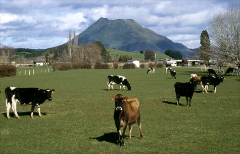 Edgecumbe dairy farm