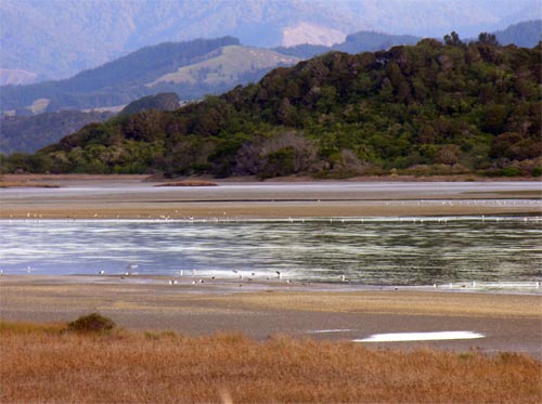 Wading birds, Ōhiwa