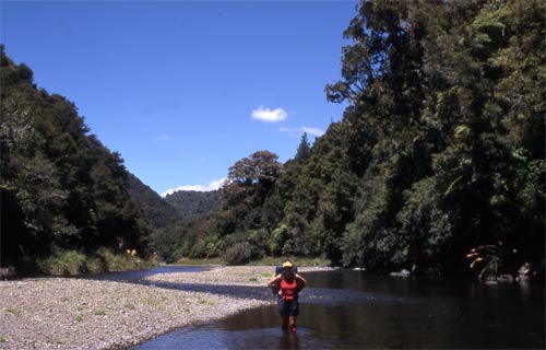 Tramping in Te Urewera