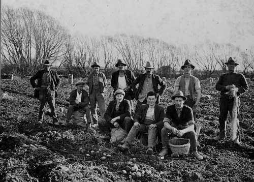 Potato pickers, South Canterbury