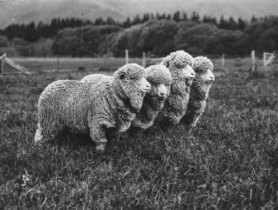 Merino sheep