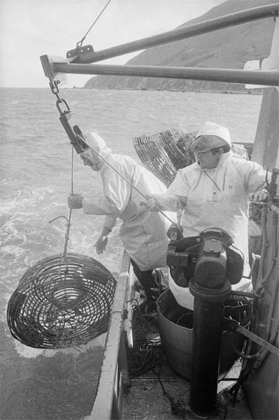 Hauling in crayfish