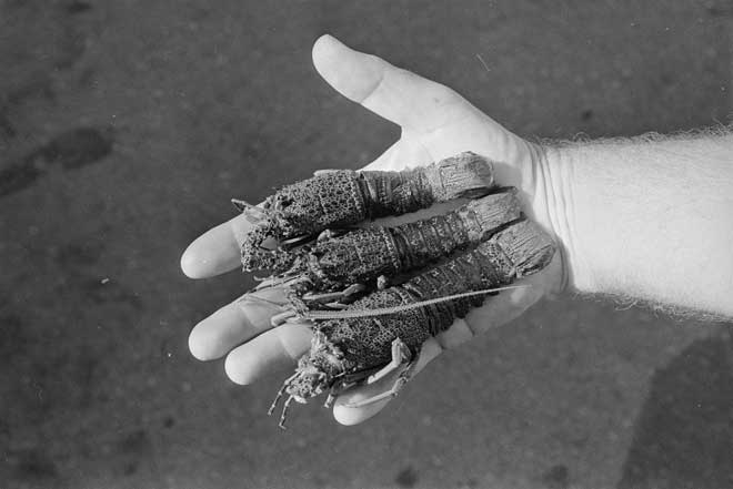 Poached crayfish