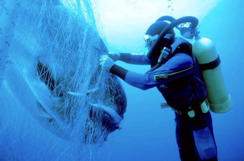 Sunfish in a drift net 