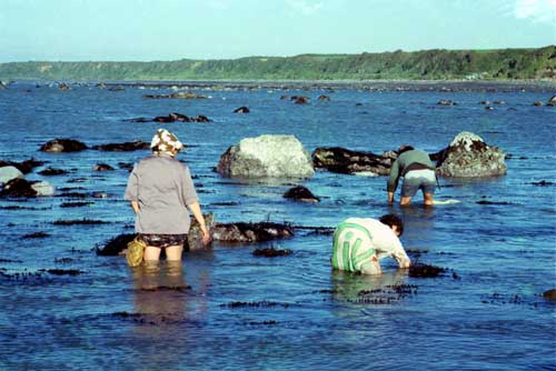 Women collecting seafood