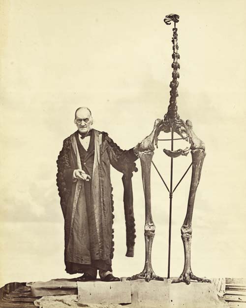 Richard Owen and <em>Dinornis giganteus</em>