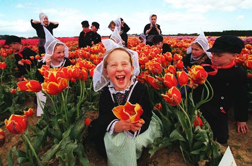 Tulip fields at Tapanui