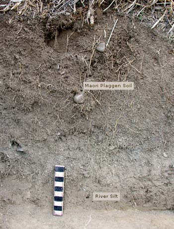 Plaggen soil
