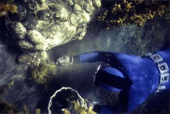 Collecting pāua