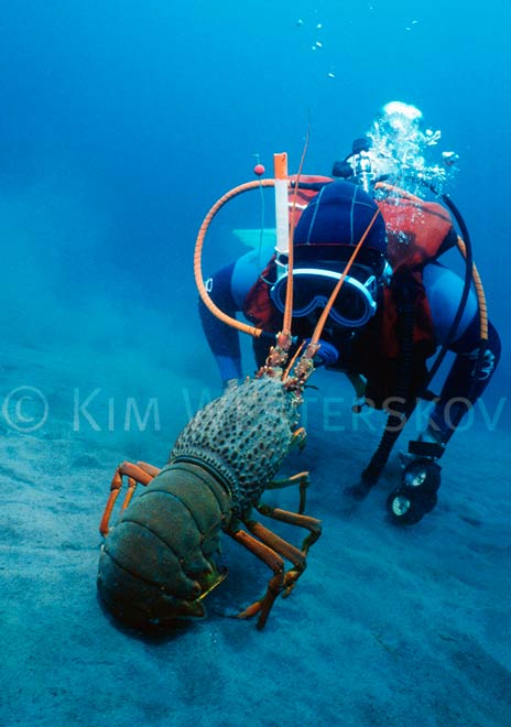 Underwater photography