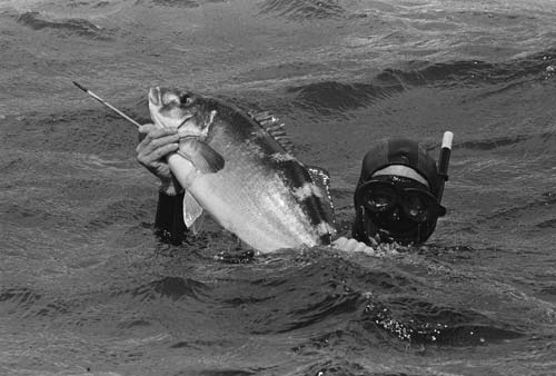 Spearfishing