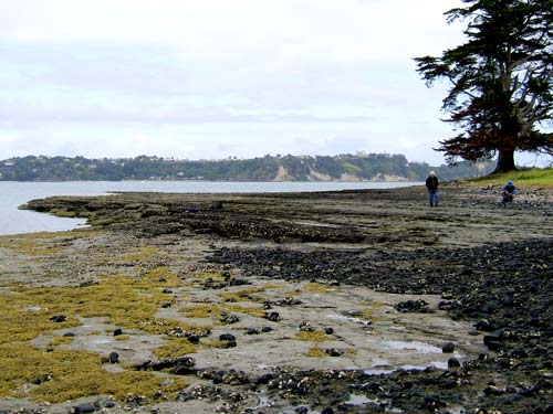 Beach platform, Motukorea Island 