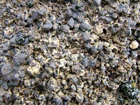 Beach limestone, Motukorea Island 