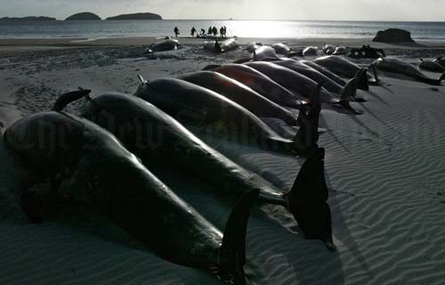 Beached whales, Ōpoutere