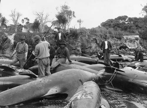 Whales ready for processing 