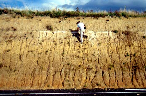 Loess and ash