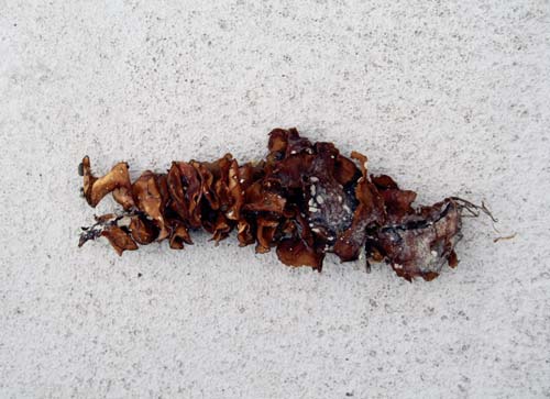 Undaria reproductive parts 