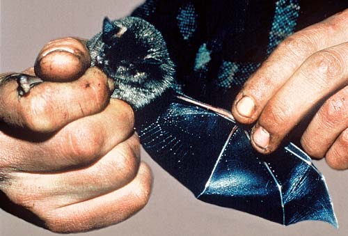A greater short-tailed bat