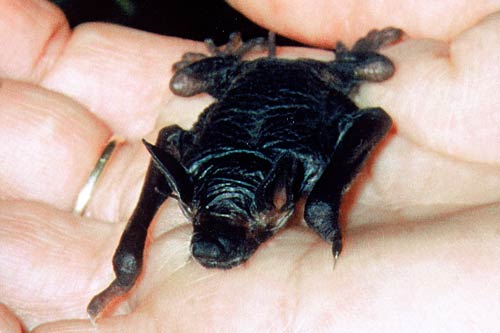 Baby short-tailed bat