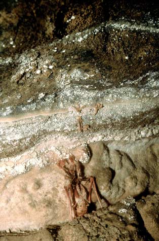 Short-tailed bat fossil