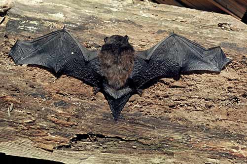 Long-tailed bat
