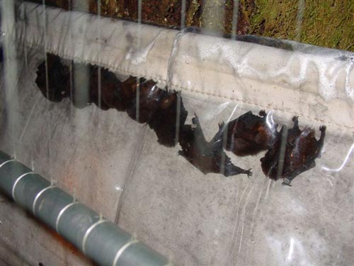 Bats in a harp trap