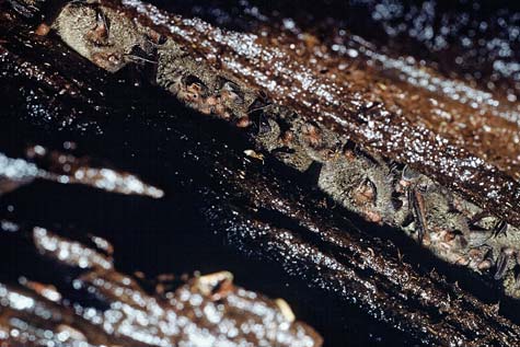 Short-tailed bat colony