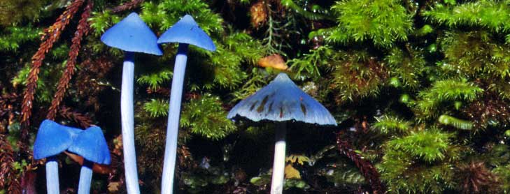 Purple toadstools