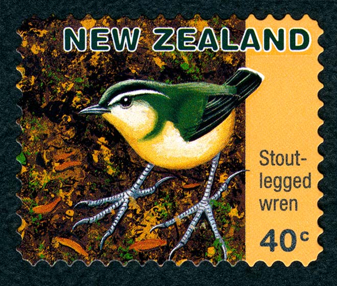 Stout-legged wren