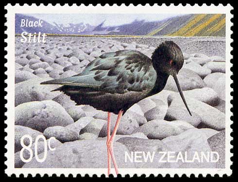 The endangered kāki
