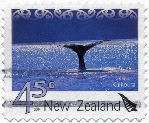 Kaikōura’s sperm whales