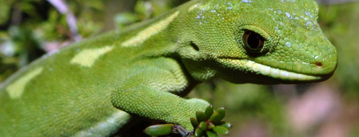 Green frog