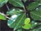 The raukawa plant