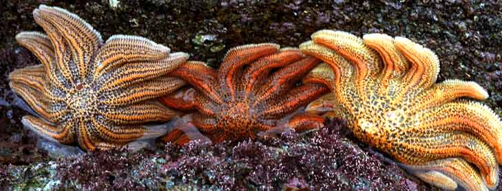 Sea anemone on sea floor