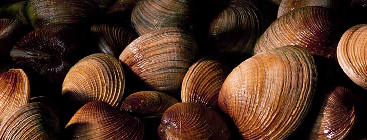 Group of shellfish