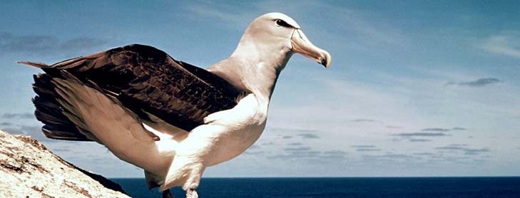 Seagull perched on log