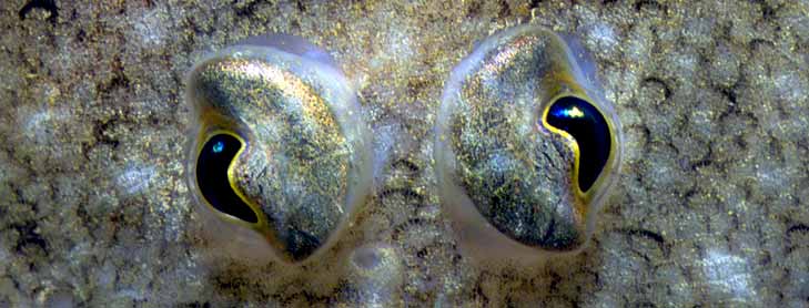 Transparent sea creature on ocean floor