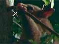 Video: Possum damage
