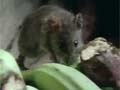 Video: Kiore stowaways