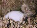 Video: Male tending the egg