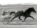Video: A day at the races