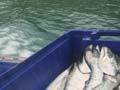 Video: Akaroa Salmon