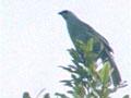 Kōkako sits atop a tall tree