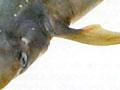 Spiny dogfish