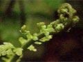 Video: Māori use of fiddleheads
