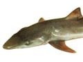 School shark