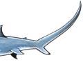 Thresher shark (Ist of 2)