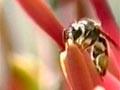 Video: Pollinating mistletoe