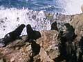 Seals at Shag Point
