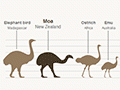 Ratite birds